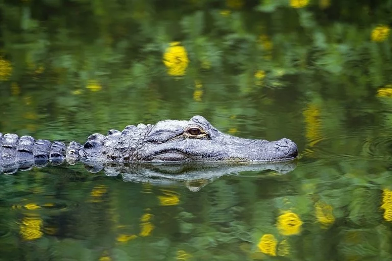 Alligator – Znaczenie I Symbolika Snów 1