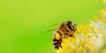 Pszczoła – Znaczenie I Symbolika Snów 17