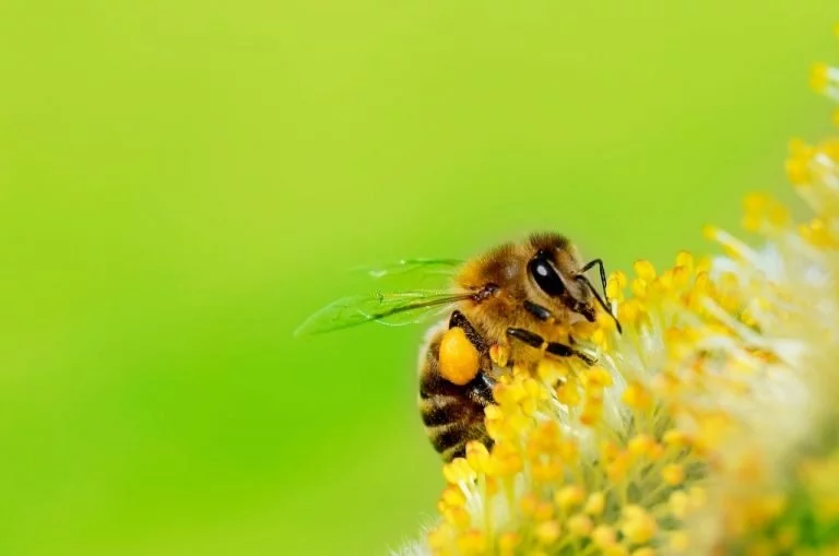 Pszczoła – Znaczenie I Symbolika Snów 1