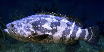 Duża Ryba – Znaczenie I Symbolika Snów 130