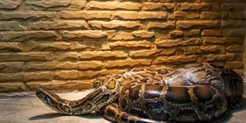 Wielki Wąż – Znaczenie I Symbolika Snów 118