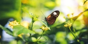 Motyl – Znaczenie I Symbolika Snów 75