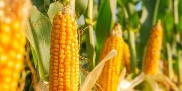 Kukurydza – Znaczenie I Symbolika Snów 60