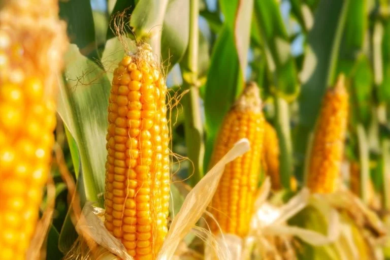 Kukurydza – Znaczenie I Symbolika Snów 1