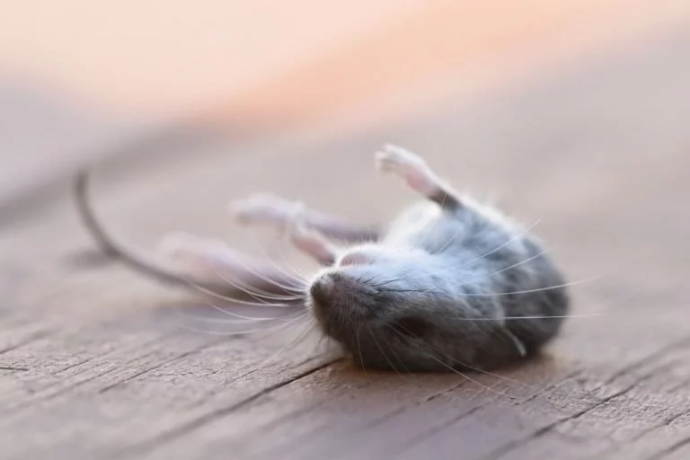 Martwa Mysz – Znaczenie I Symbolika Snów 1