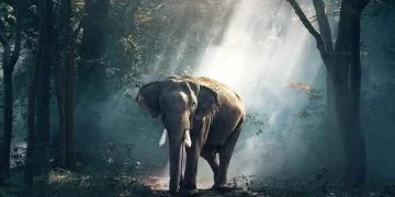 Słoń – Znaczenie I Symbolika Snów 36