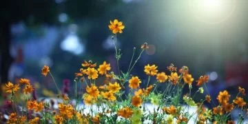 Kwiaty – Znaczenie I Symbolika Snów 99