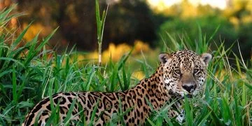 Jaguar - Znaczenie I Symbolika Snów 12