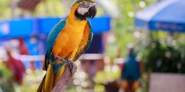 Papuga – Znaczenie I Symbolika Snów 85