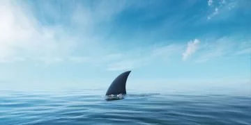 Rekin – Znaczenie I Symbolika Snów 62