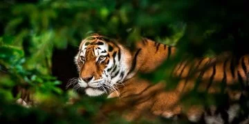 Tygrys – Znaczenie I Symbolika Snów 70