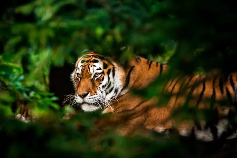 Tygrys – Znaczenie I Symbolika Snów 1