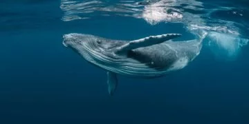 Wieloryb – Znaczenie I Symbolika Snów 80