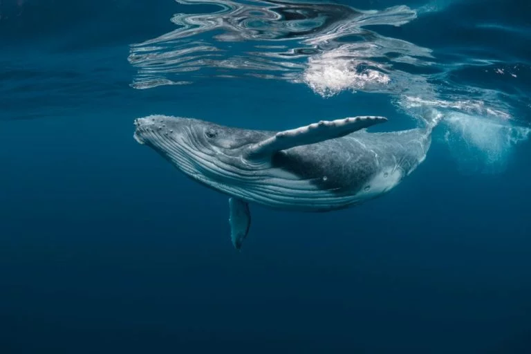 Wieloryb – Znaczenie I Symbolika Snów 1