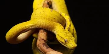 Żółty Wąż – Znaczenie I Symbolika Snów 4