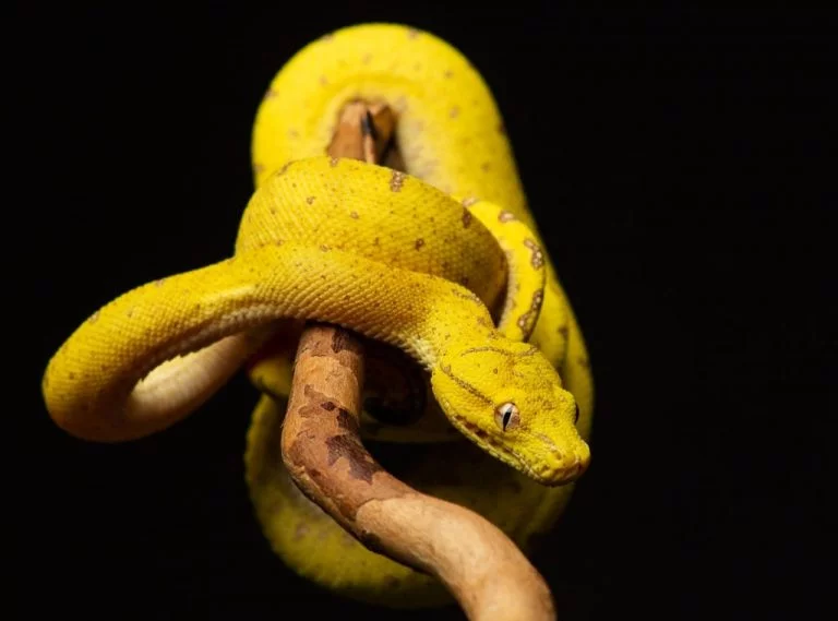 Żółty Wąż – Znaczenie I Symbolika Snów 1