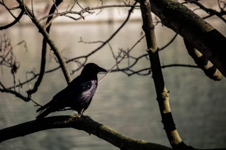 Czarny ptak - znaczenie i symbolika snów 1