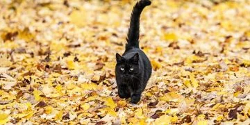 Czarny Kot – Znaczenie I Symbolika Snów 86
