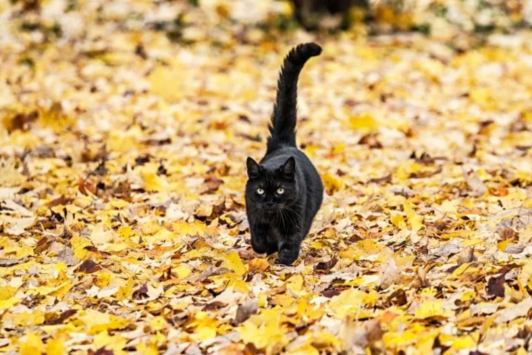 Czarny Kot – Znaczenie I Symbolika Snów 1