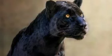 Czarny Jaguar – Znaczenie I Symbolika Snów 37