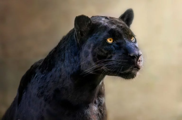 Czarny Jaguar – Znaczenie I Symbolika Snów 1