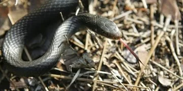 Czarny Wąż – Znaczenie I Symbolika Snów 78