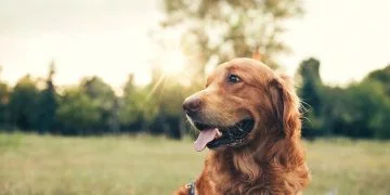 Brązowy Pies – Znaczenie I Symbolika Snów 39