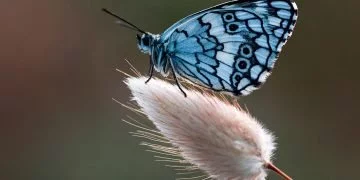 Motyl – Znaczenie I Symbolika Snów 6