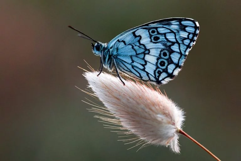 Motyl – Znaczenie I Symbolika Snów 1