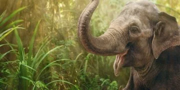 Słoń – Znaczenie I Symbolika Snów 8