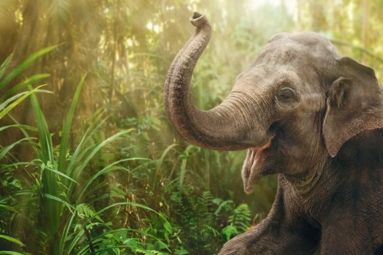 Słoń – Znaczenie I Symbolika Snów 1