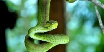 Zielony Wąż – Znaczenie I Symbolika Snów 82