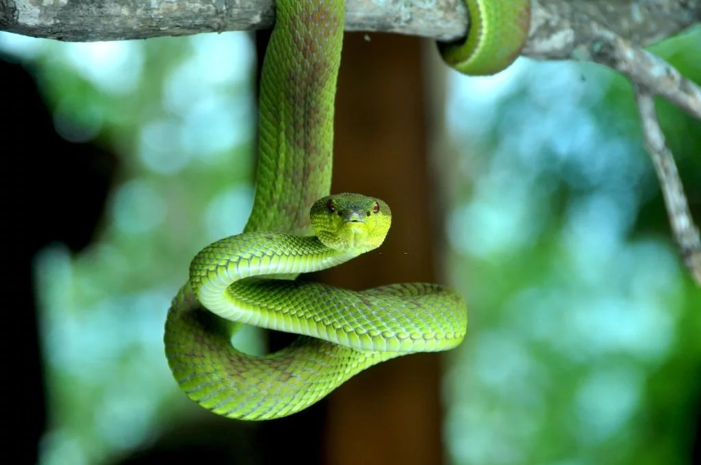 Zielony Wąż – Znaczenie I Symbolika Snów 1