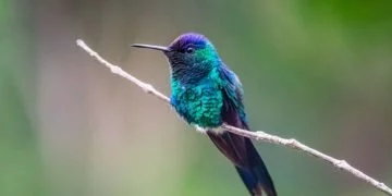 Koliber – Znaczenie I Symbolika Snów 5