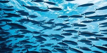 Wiele Ryb – Znaczenie I Symbolika Snów 5