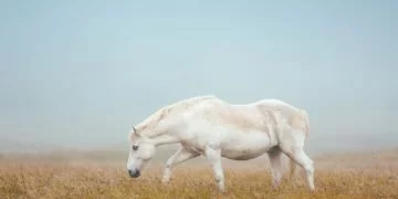Biały Koń – Znaczenie I Symbolika Snów 10