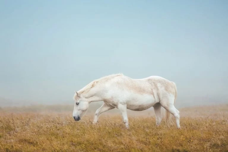 Biały Koń – Znaczenie I Symbolika Snów 1