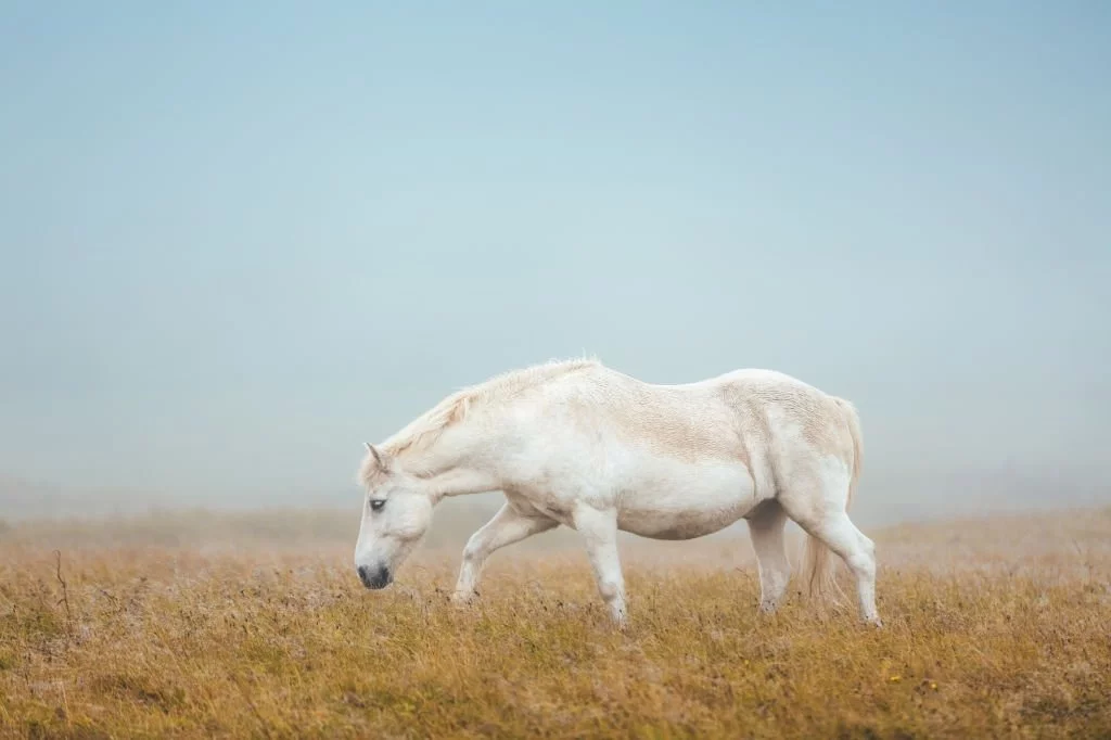 Biały Koń – Znaczenie I Symbolika Snów 1