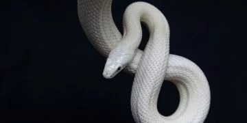 Biały Wąż – Znaczenie I Symbolika Snów 70