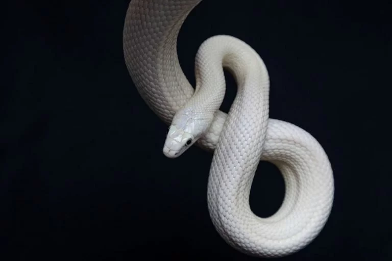 Biały Wąż – Znaczenie I Symbolika Snów 1