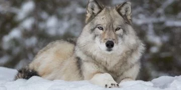 Wolf – Znaczenie I Symbolika Snów 97