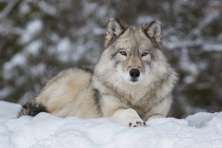 Wolf – Znaczenie I Symbolika Snów 1