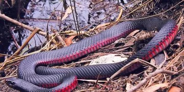 Czerwony Wąż – Znaczenie I Symbolika Snów 1